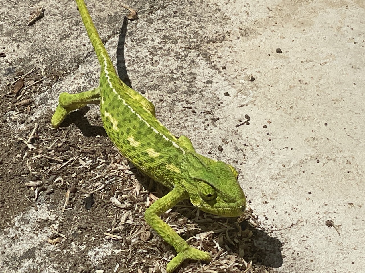 Les fameux caméléons ...